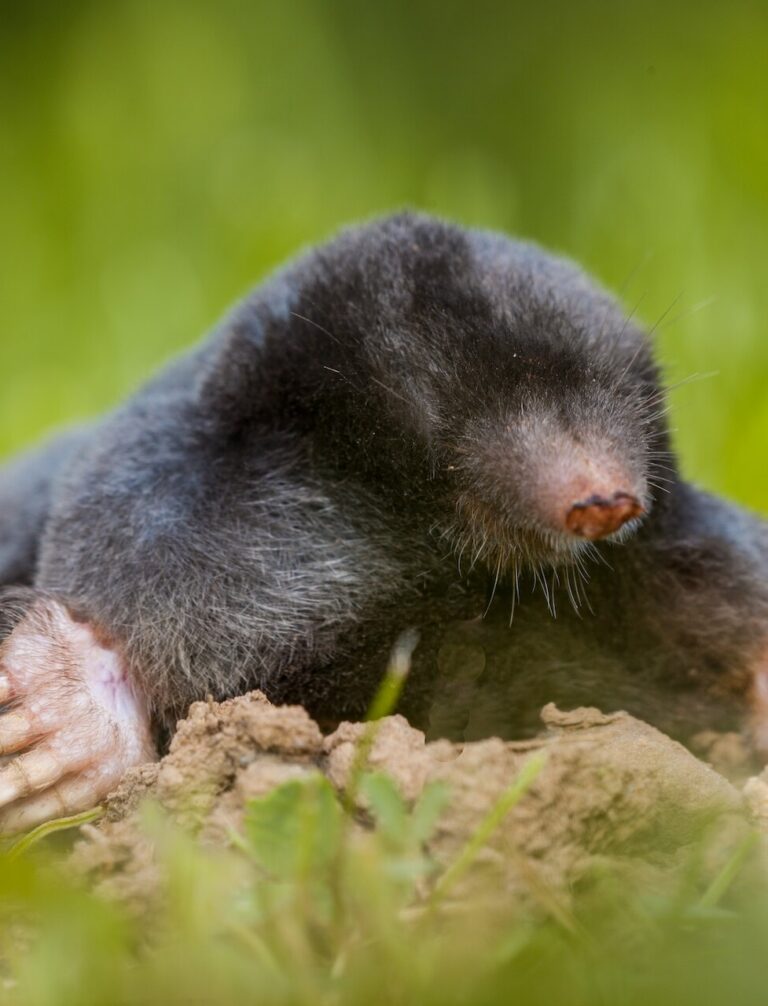 Domestos na krety – skuteczność i bezpieczeństwo. Poradnik