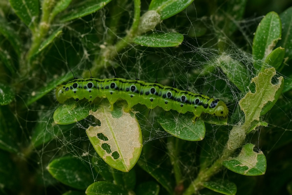 domowe sposoby na ćmę bukszpanową - gąsienica 