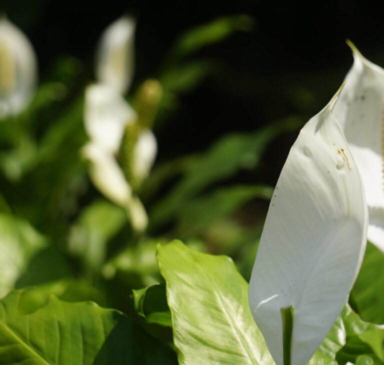 Jak ożywić skrzydłokwiat? Domowe metody na opadłą roślinę
