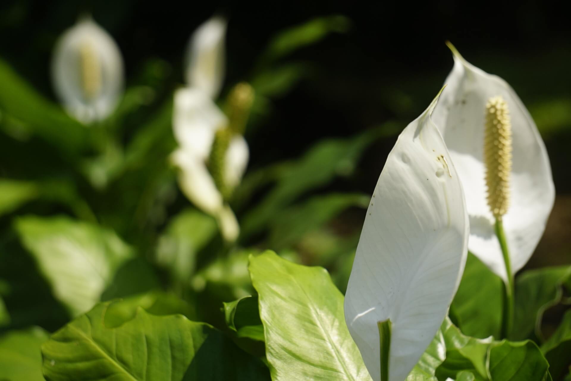 Jak ożywić skrzydłokwiat? Domowe metody na opadłą roślinę