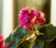 jak przycinać geranium w doniczce