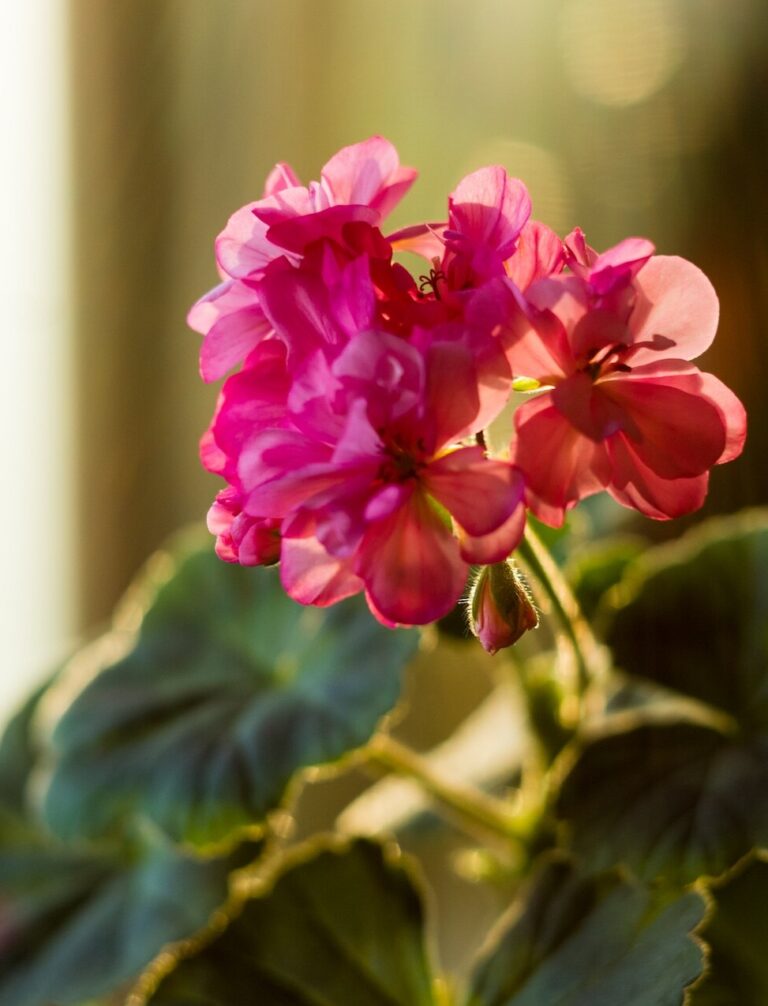 Jak przycinać geranium? Poradnik