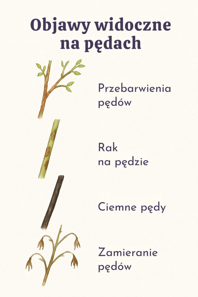 wygląd pędów borówki przy przenawożeniu pędy borówki amerykańskiej po przenawożeniu