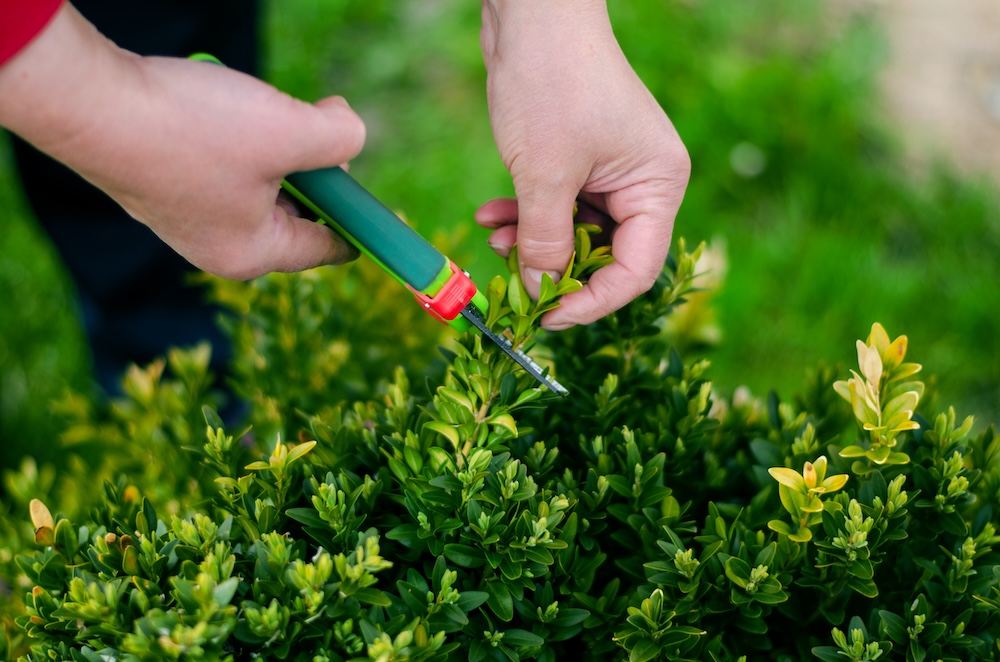 przycinanie bukszpanu nożycami 