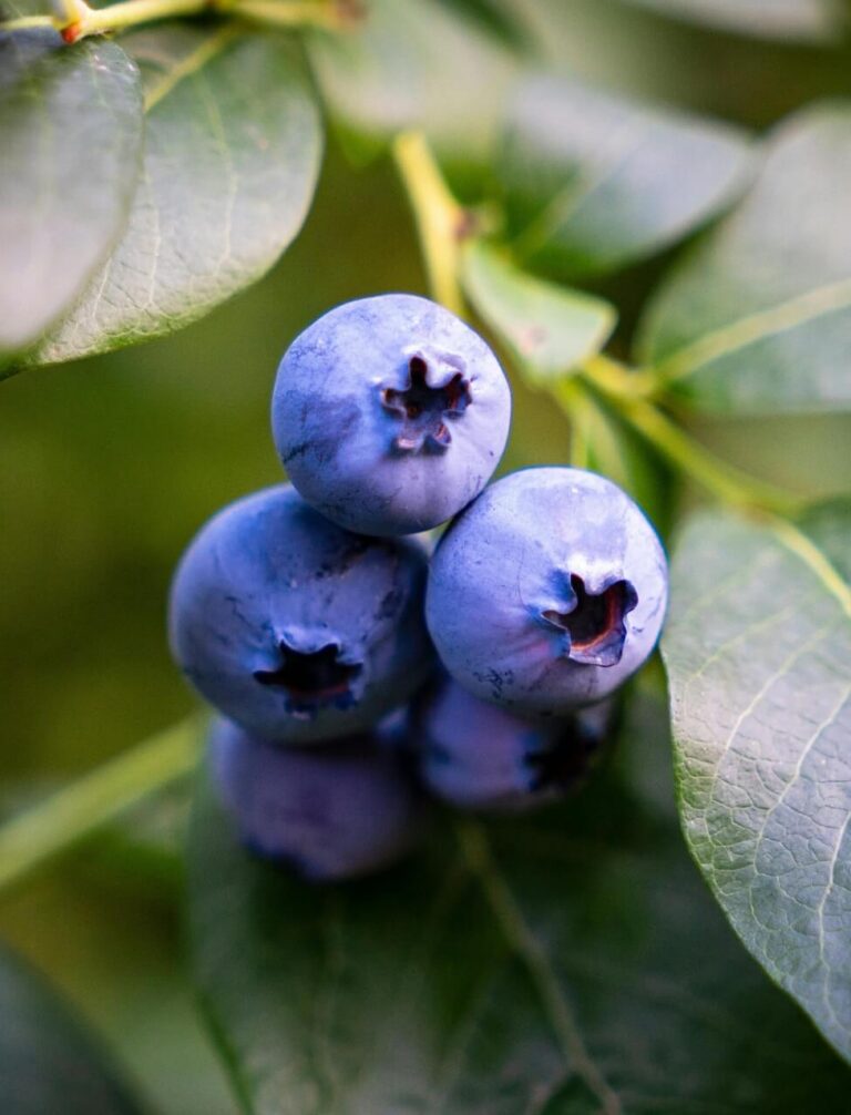 Przenawożenie borówki amerykańskiej – objawy i działanie