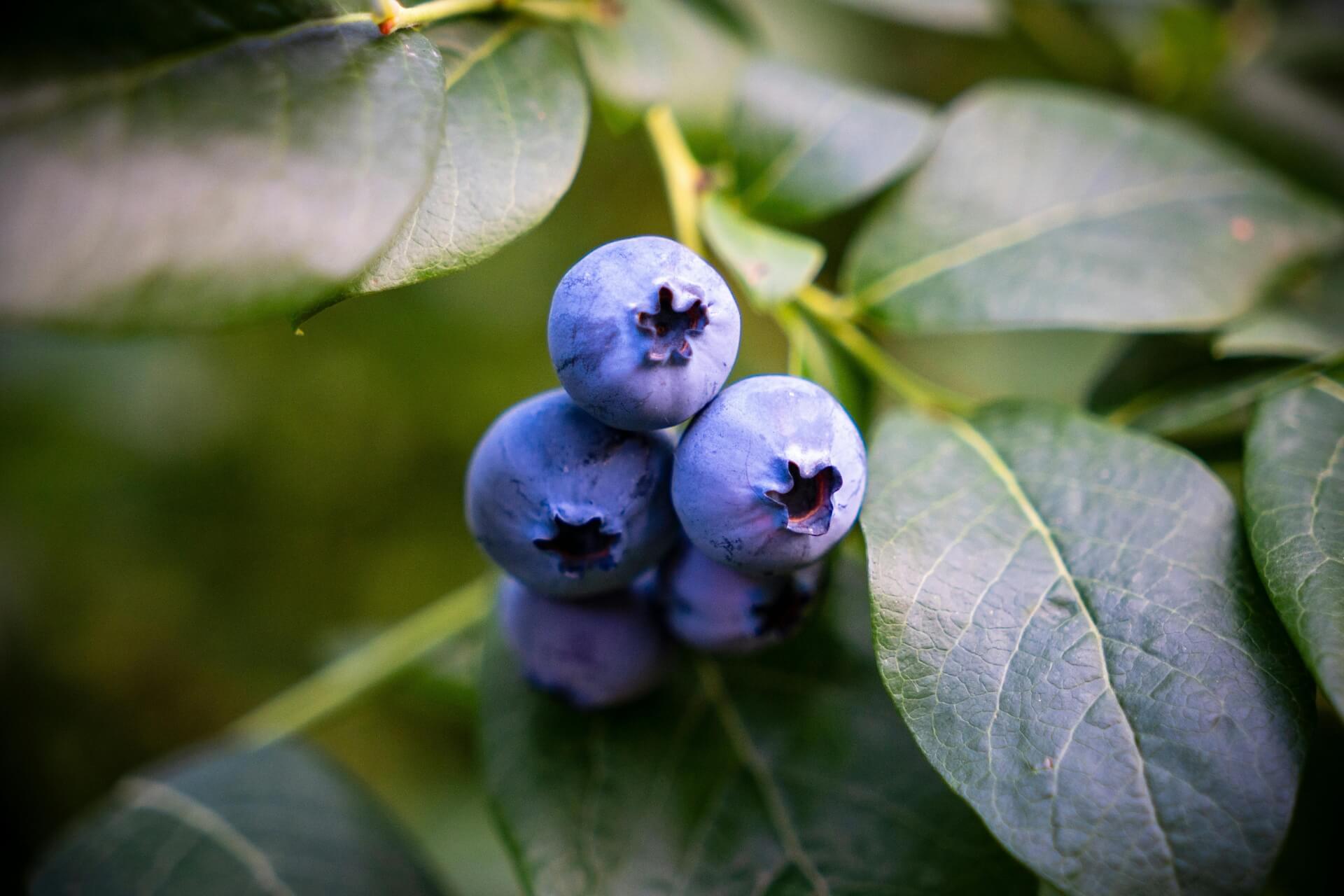 Przenawożenie borówki amerykańskiej – objawy i działanie