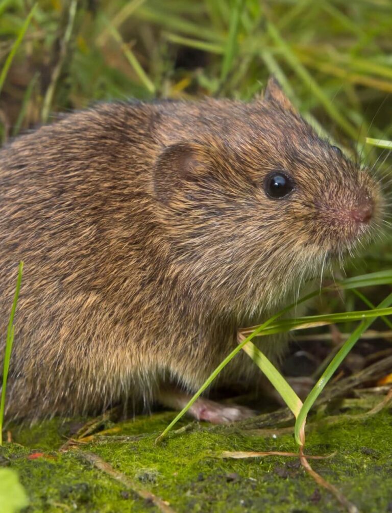 Sposoby na nornice – skuteczne i sprawdzone metody