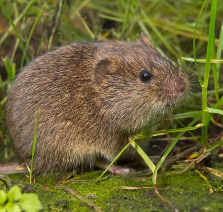 Sposoby na nornice – skuteczne i sprawdzone metody