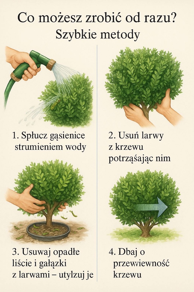 szybkie usuwanie ćmy bukszpanowej 