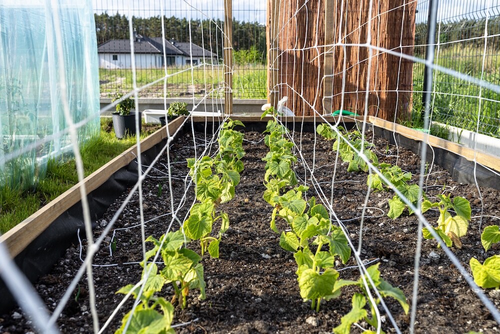 jak podwiązać ogórki - młode sadzonki 