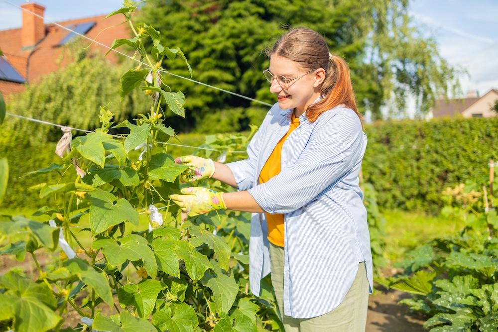 jak podwiązać ogórki na linkach 