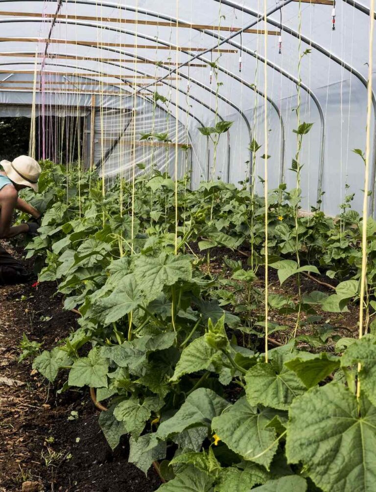 Jak podwiązać ogórki? Instrukcja krok po kroku