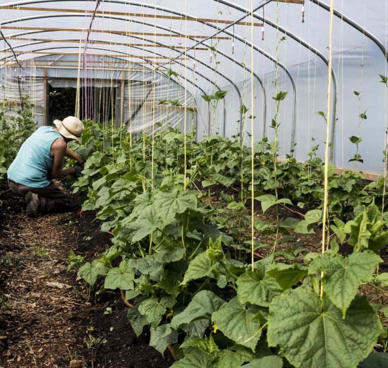 Jak podwiązać ogórki? Instrukcja krok po kroku