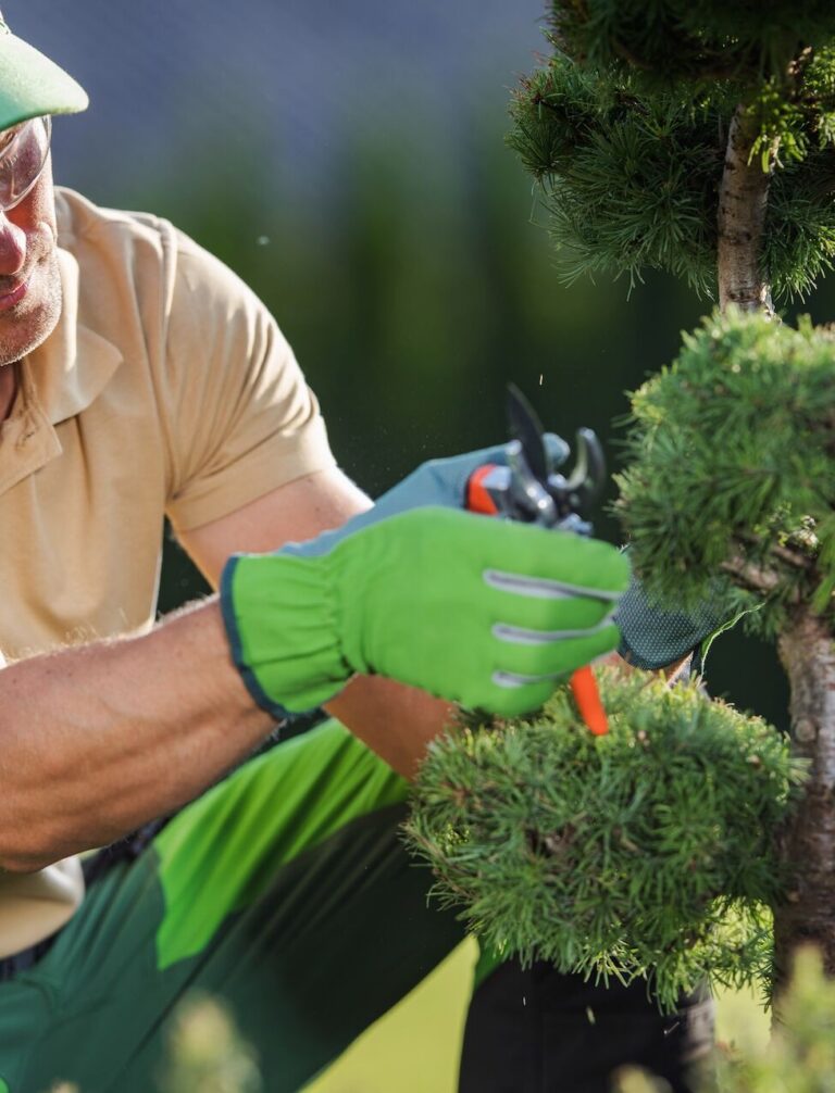 Jak przyciąć tuje na bonsai? Praktyczny poradnik
