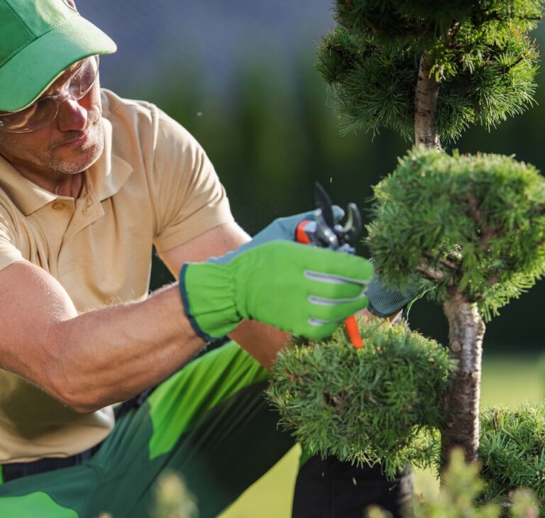 Jak przyciąć tuje na bonsai? Praktyczny poradnik