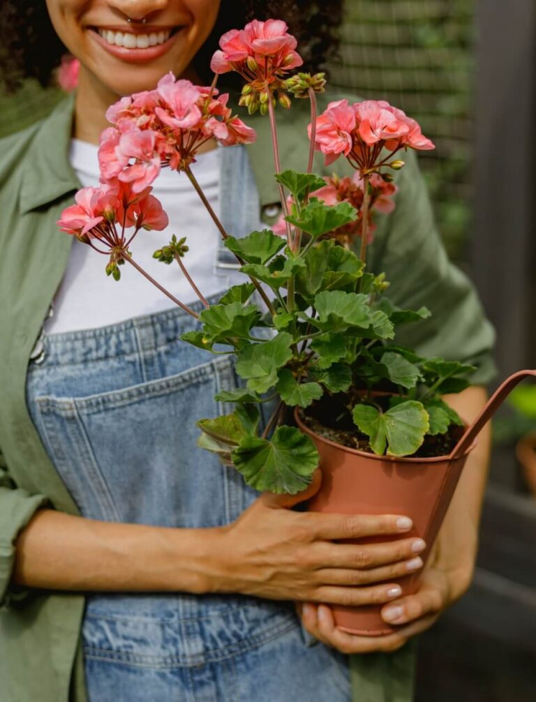 Jak rozmnożyć pelargonie? Odpowiedź