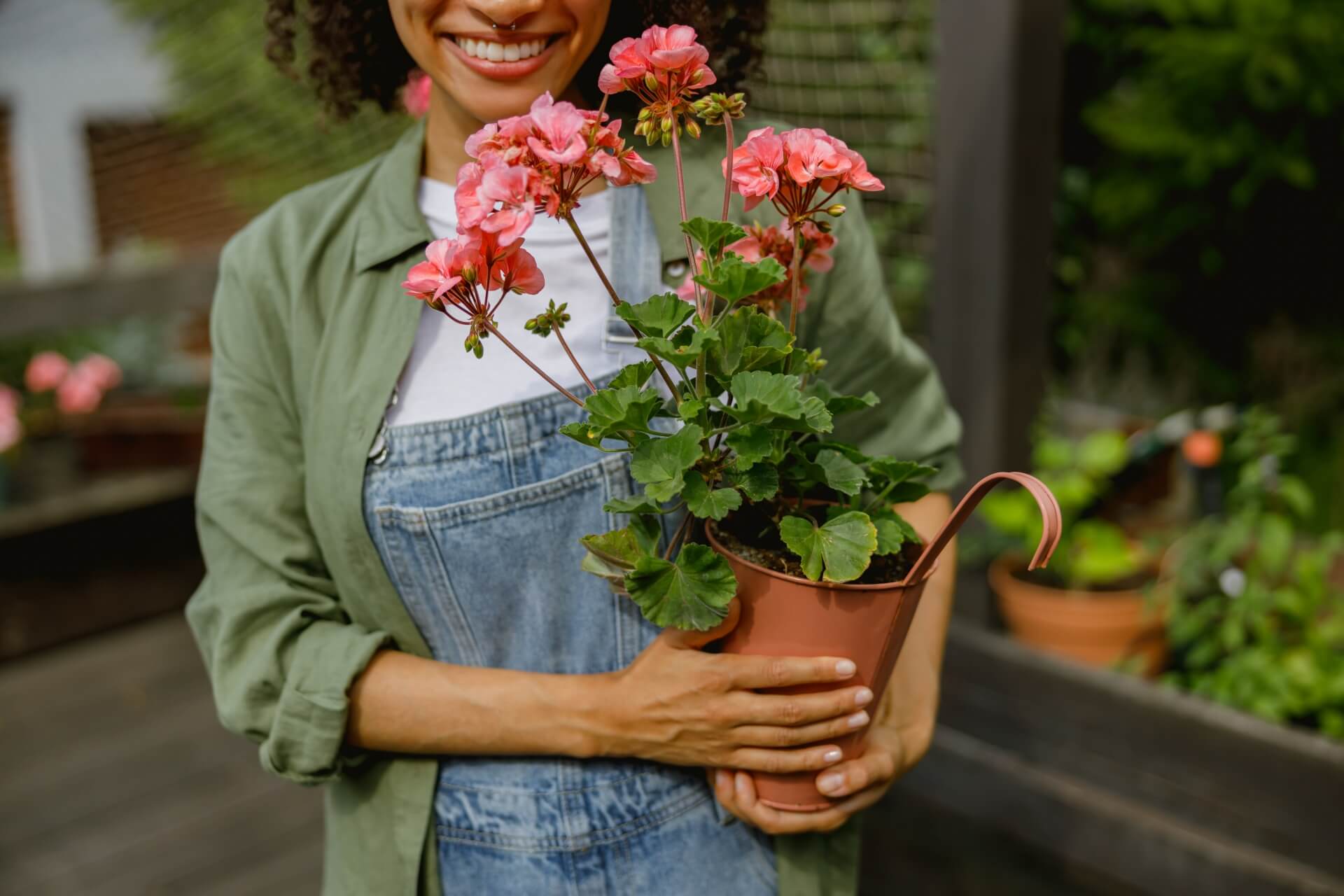 Jak rozmnożyć pelargonie? Odpowiedź