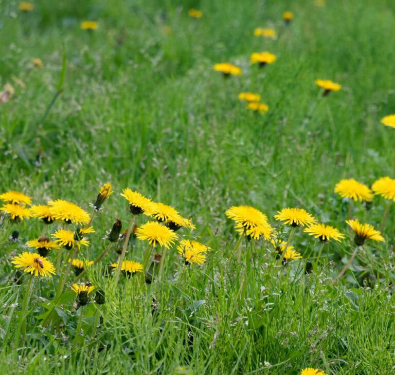 Jak się pozbyć mleczy z trawnika? Skuteczne sposoby