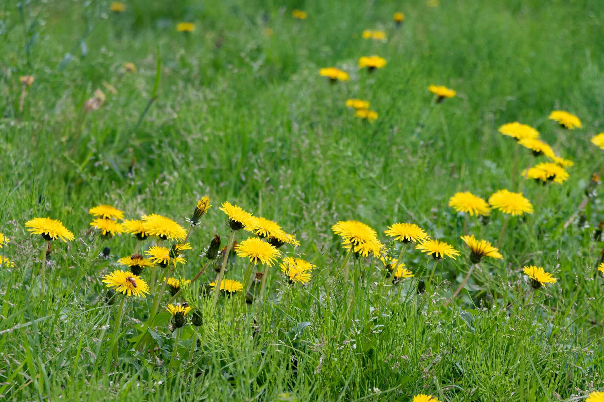 Jak się pozbyć mleczy z trawnika? Skuteczne sposoby