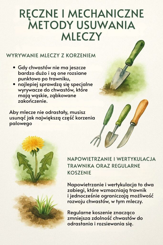 Jak się pozbyć mleczy z trawnika? Metody ręczne i mechaniczne 