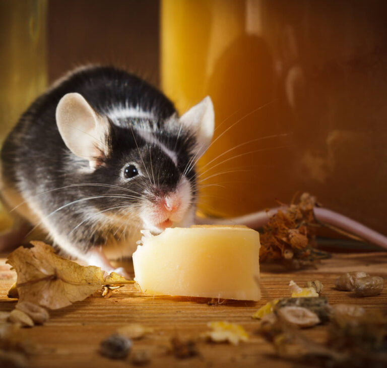 Jak się pozbyć myszy z domu? Sprawdzone sposoby