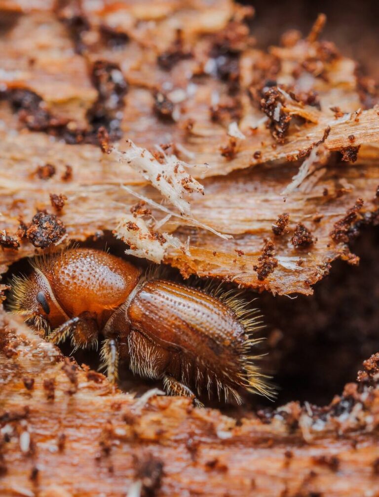 Jak wygląda kornik? Rozpoznaj szkodnika w domu!