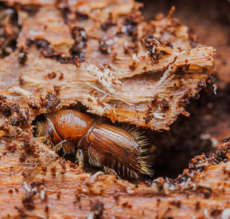 Jak wygląda kornik? Rozpoznaj szkodnika w domu!