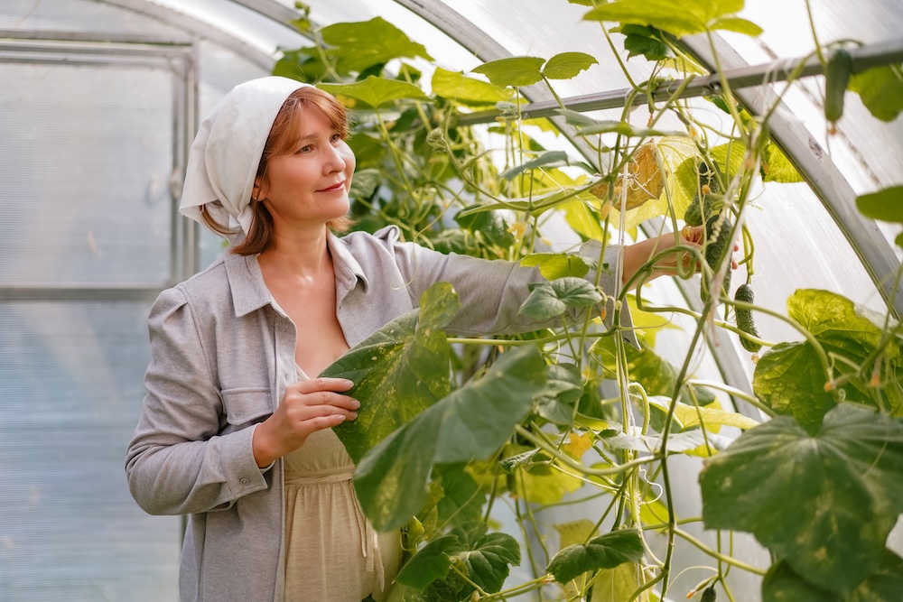 kobieta hodująca ogórki w szklarni 