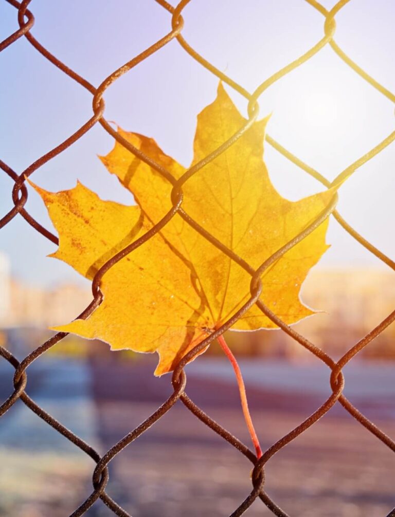 sprawdzony sklep z siatkami ogrodzeniowymi