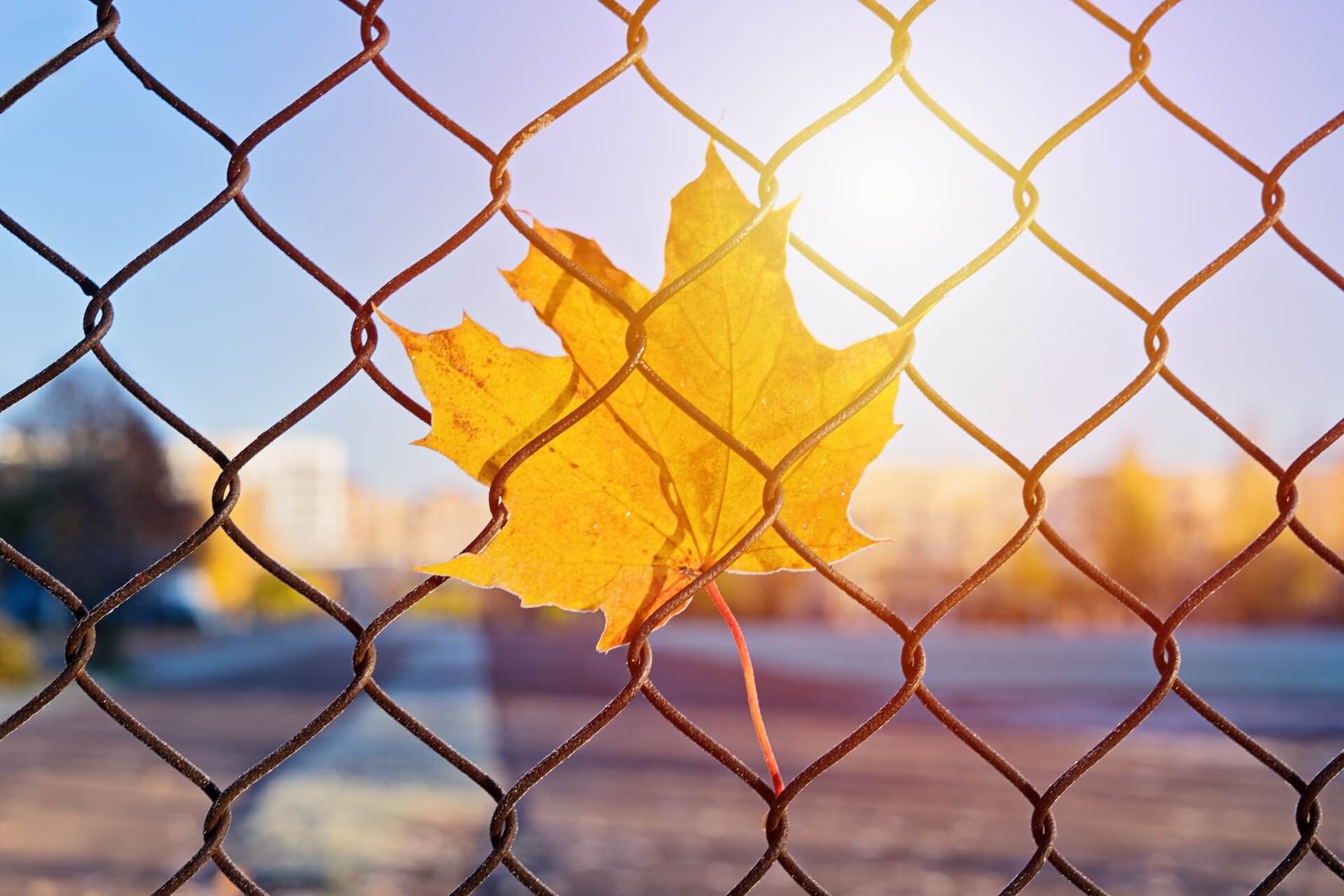 Profesjonalny sklep z siatkami ogrodzeniowymi – co znajdziesz w ofercie?