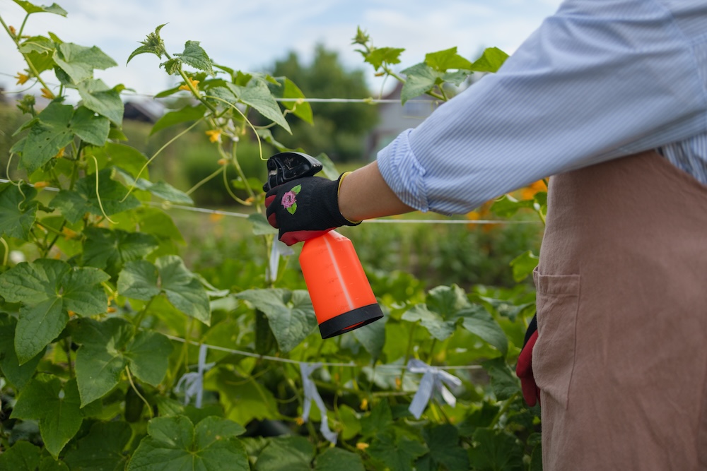 oprysk na liściach ogórka 