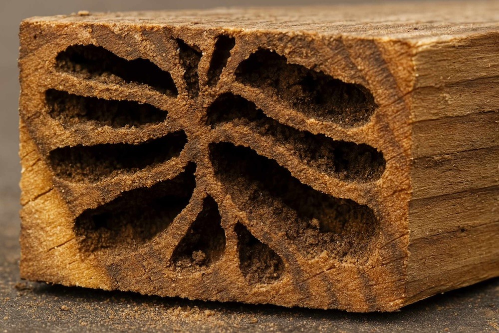 dziury w drewnie po korniku 