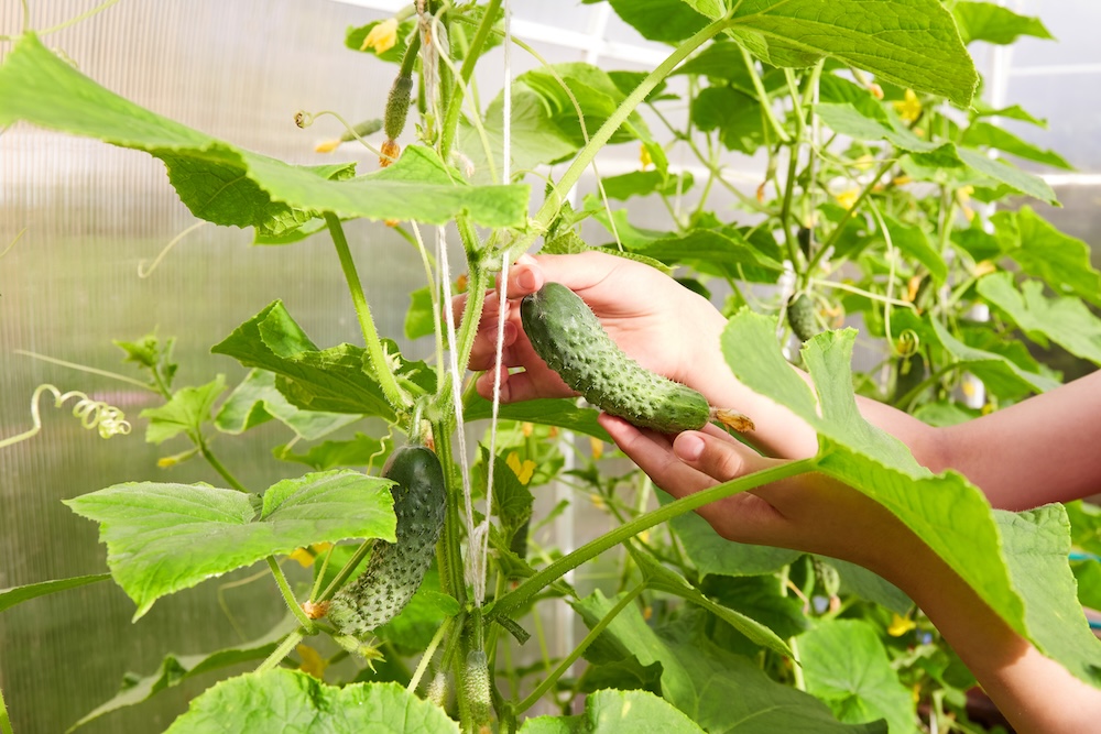 wyhodowany ogórek z uprawy pionowej 